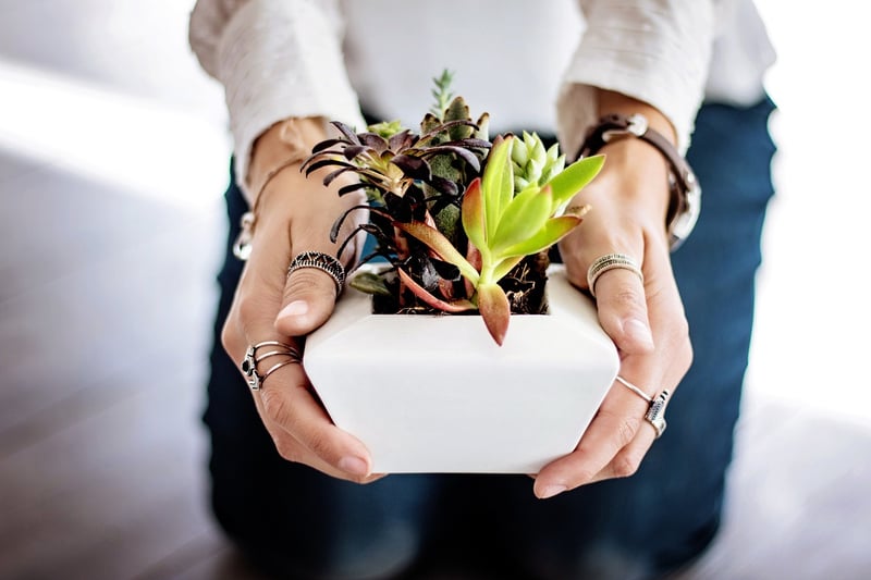 Indoor Greenery